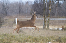 White-tailed Deer Buck Running Through The Meadow After A Doe During The Rut In Canada