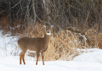 Wall Mural - Beautiful white-tailed deer female standing in the winter snow in Canada