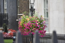 Hanging Flower Basket In London