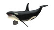 Isolated killer whale orca open mouth right diagonal tail up view on white background 3d rendering