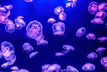 The Beautiful Jellyfish Under The Purple Neon Light In The Aquarium