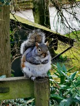 Grey Squirrel Resting 