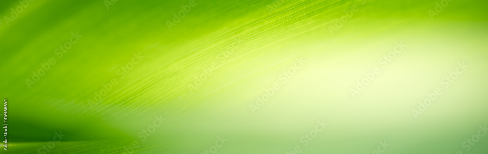 Nature of green leaf in garden using as background natural leaves cover page - obrazy, fototapety, plakaty 