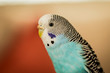 © ozguroral - Budgerigar