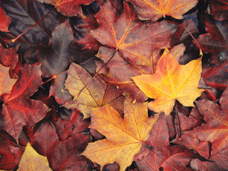 autumn background forest with maple trees and sunny beams