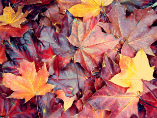 Wall Mural - autumn background forest with maple trees and sunny beams