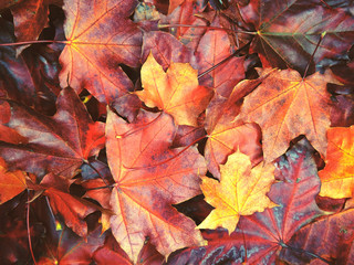 Wall Mural - autumn background forest with maple trees and sunny beams