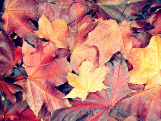 Wall Mural - autumn background forest with maple trees and sunny beams