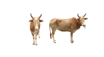 Wall Mural - cow isolated on white background