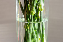 Green Stems Of Flowers In A Glass Vase With Water