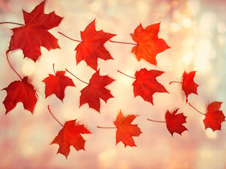 Wall Mural - autumn background forest with maple trees and sunny beams