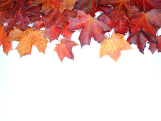 Wall Mural - autumn background forest with maple trees and sunny beams