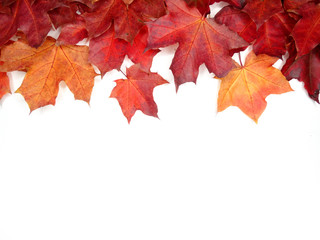 Wall Mural - autumn background forest with maple trees and sunny beams
