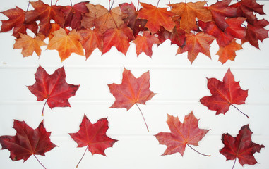 Wall Mural - autumn background forest with maple trees and sunny beams