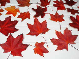 Wall Mural - autumn background forest with maple trees and sunny beams