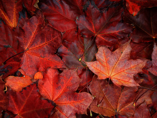 Wall Mural - autumn background forest with maple trees and sunny beams