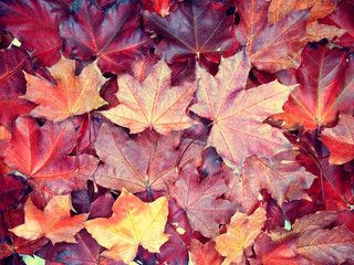 Wall Mural - autumn background forest with maple trees and sunny beams