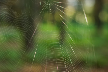 Wall Mural - vivid shiny soft focus empty spider web on unfocused colorful green natural forest background with bokeh effect