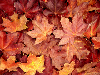 Wall Mural - autumn background forest with maple trees and sunny beams