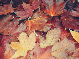 Wall Mural - autumn background forest with maple trees and sunny beams