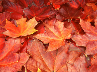 autumn background forest with maple trees and sunny beams