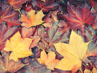 autumn background forest with maple trees and sunny beams
