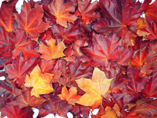 Wall Mural - autumn background forest with maple trees and sunny beams