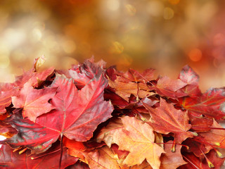 Wall Mural - autumn background forest with maple trees and sunny beams