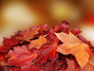 Wall Mural - autumn background forest with maple trees and sunny beams