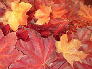 Wall Mural - autumn background forest with maple trees and sunny beams