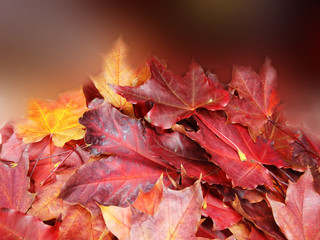 Wall Mural - autumn background forest with maple trees and sunny beams