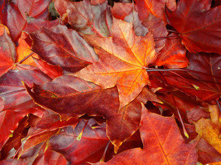 Wall Mural - autumn background forest with maple trees and sunny beams