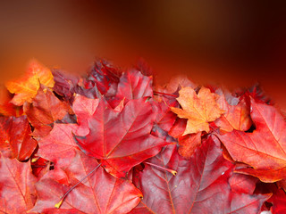 Wall Mural - autumn background forest with maple trees and sunny beams
