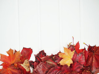 autumn forest with maple trees on wooden background