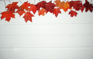Wall Mural - autumn forest with maple trees on wooden background