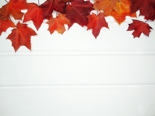 Wall Mural - autumn forest with maple trees on wooden background
