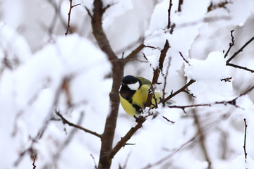 On snowy branches, in the middle of white snow sits a great tit ..