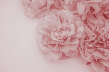 Wall Mural - Beautiful abstract color orange red and pink flowers on white background and red flower frame and pink leaves texture, light pink background, colorful red banner happy valentine
