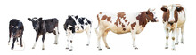 Farm Animals On A White Background, Farm Animals, A Cow On A White Background, Sheep On A White Background, A Group Of Animals On A White Background