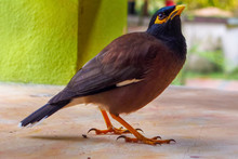 Common Myna - Acridotheres Tristis Or Indian Myna , Sometimes Spelled Mynah