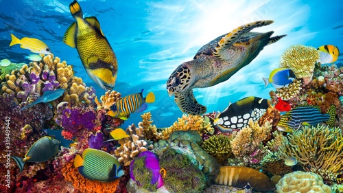Fotografía colorful coral reef with many fishes and sea turtle