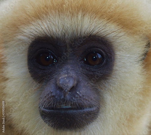 Fotomural Black-yellow face of a young gibbon close-up