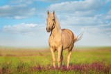 Fototapeta Konie - Cremello horse with long mane  in flowers meadow