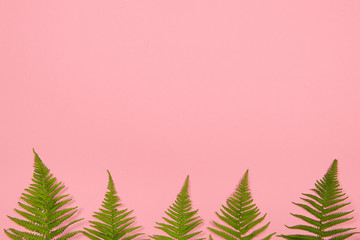 Wall Mural - Flat lay background with fern leafs on one side of the image and pink background with space for copy