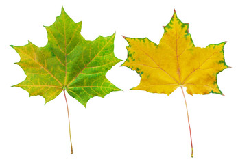 Seasonal change of maple leaves colors collected in collage.