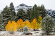 © Tandem Stock - A small grove of aspens is illuminated in stark contrast to the wintery landscape around them in Hope Valley, California.