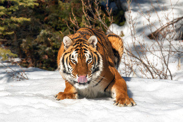 Wall Mural - tiger playing in the snow