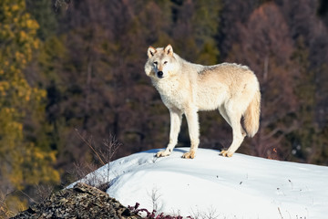 Wall Mural - magestic wolf staring in the snow, montana