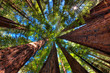 © Tandem Stock - A unique perspective looking up at the canopy of giant redwood trees in the Armstrong Redwoods State Natural Reserve near the Sonoma Coast, CA.
