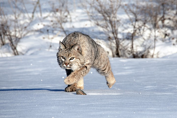 Wall Mural - bobcat in the snow, montana